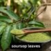 Soursop Leaves